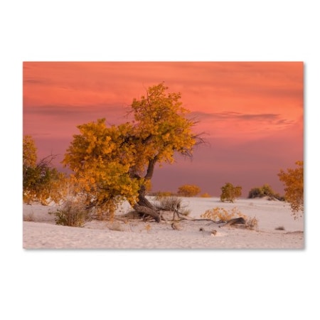Mike Jones Photo 'White Sands Yellow Tree' Canvas Art,16x24